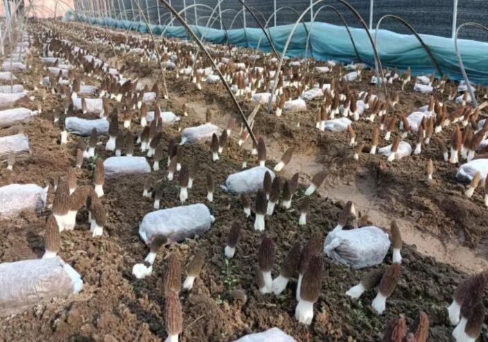 野生食用菌可能富含重金屬，但栽培食用菌可以放心吃